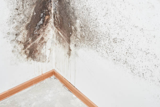 Why You Should Choose Our Mold Remediation Services in Tullytown, PA